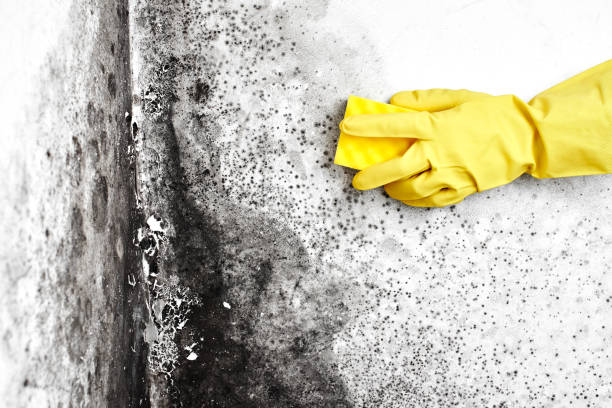 Best Crawl Space Mold Remediation  in Cleveland, FL