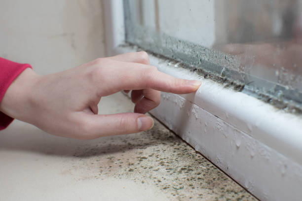 Best Black Mold Removal  in Cleveland, FL