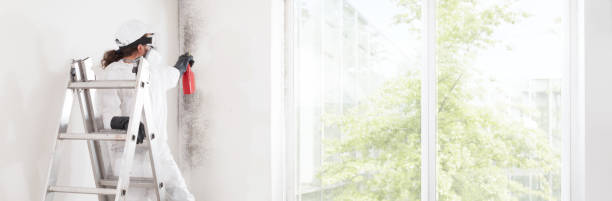 Environmental Consulting for Mold Prevention in Cleveland, FL